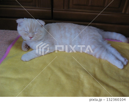 眠い子猫 132360104