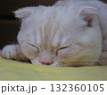 子猫の寝顔 子猫の寝顔 132360105