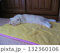 熟睡する子猫 熟睡する子猫 132360106