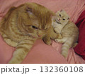 仲良し猫 仲良し猫 132360108