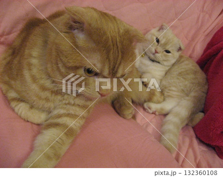 仲良し猫 132360108