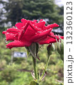 赤いバラ 132360123