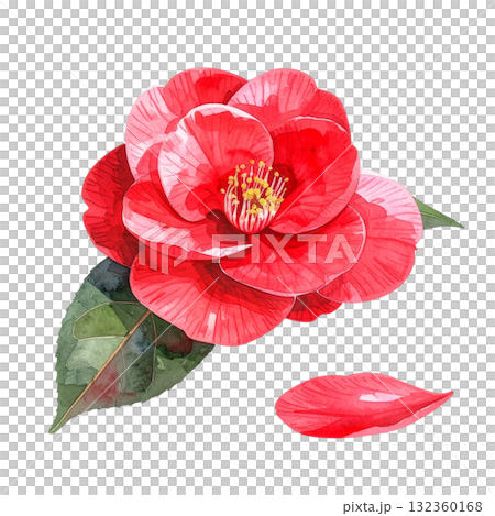 赤い椿の水彩イラスト 132360168