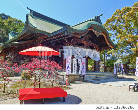 福岡県直方市の桃の花咲く多賀神社境内の赤い傘と緋毛氈の椅子 福岡県直方市の桃の花咲く多賀神社境内の赤い傘と緋毛氈の椅子 132360266