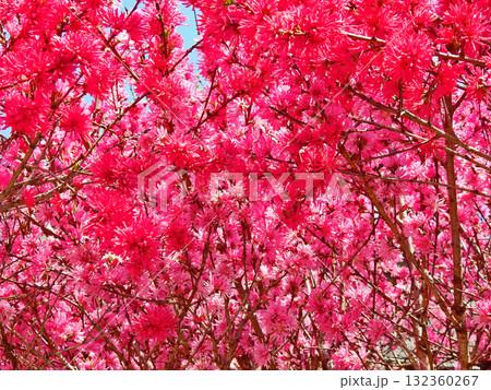 花弁が細くて菊に似た落葉小高木のキクモモ 132360267