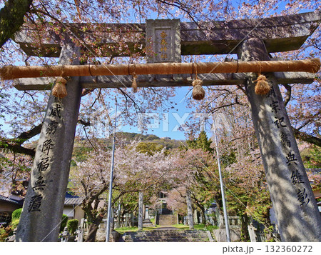 福岡県田川郡にある桜咲く春の香春神社 132360272