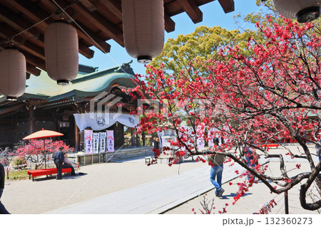福岡県直方市のキクモモの花咲く多賀神社境内の赤い傘と緋毛氈の椅子 福岡県直方市のキクモモの花咲く多賀神社境内の赤い傘と緋毛氈の椅子 132360273