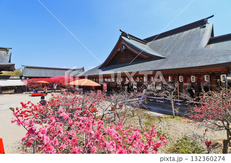 福岡県直方市のキクモモの花咲く多賀神社境内の赤い傘と緋毛氈の椅子 福岡県直方市のキクモモの花咲く多賀神社境内の赤い傘と緋毛氈の椅子 132360274