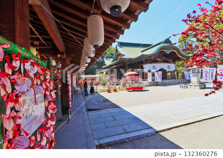 キクモモ咲く福岡県直方市の多賀神社境内 132360276