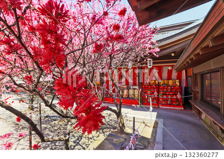 キクモモ咲く直方市の多賀神社境内のひな飾り キクモモ咲く直方市の多賀神社境内のひな飾り 132360277