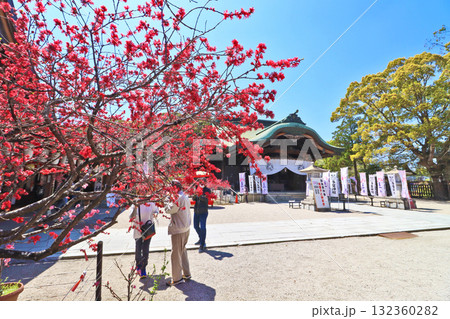 キクモモが美しく咲く福岡県直方市の多賀神社拝殿 キクモモが美しく咲く福岡県直方市の多賀神社拝殿 132360282