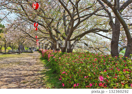 福岡県直方市遠賀川河川敷の桜並木の風景 132360292