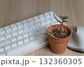 デスク上のキーボードと小さな観葉植物 132360305