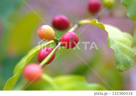 コーヒーの実 コーヒーの実 132360318