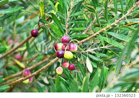 雨の日のオリーブの実（秋、十月） 132360323