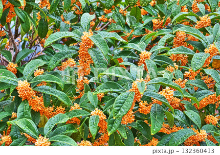 雨の日のキンモクセイの花(秋、十月) 雨の日のキンモクセイの花(秋、十月) 132360413