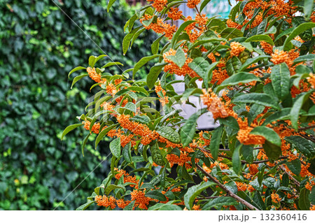 雨の日のキンモクセイの花(秋、十月) 雨の日のキンモクセイの花(秋、十月) 132360416