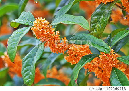 雨の日のキンモクセイの花(秋、十月) 雨の日のキンモクセイの花(秋、十月) 132360418