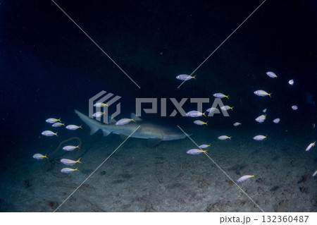 シロワニ　東京都　小笠原 132360487