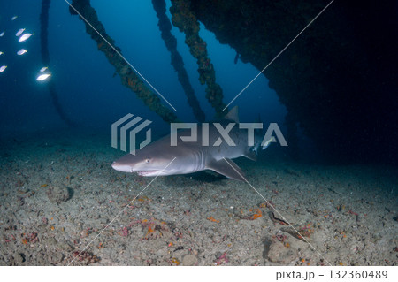 シロワニ　東京都　小笠原 132360489