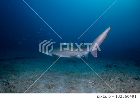 シロワニ　東京都　小笠原 132360491