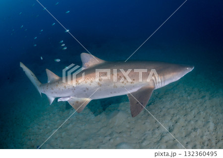 シロワニ　東京都　小笠原 132360495