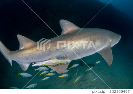 シロワニ　東京都　小笠原 132360497