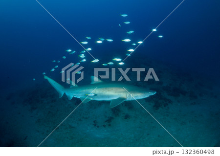 シロワニ　東京都　小笠原 132360498