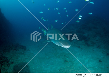 シロワニ　東京都　小笠原 132360500