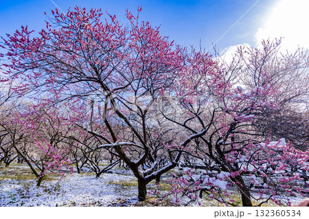 いなべ市農業公園　満開の梅園 132360534