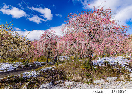 いなべ市農業公園　満開の梅園 132360542