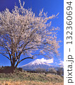 静岡県富士宮市北宮のポツンと一本の梅の木と富士山 132360694