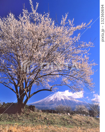 静岡県富士宮市北宮のポツンと一本の梅の木と富士山 静岡県富士宮市北宮のポツンと一本の梅の木と富士山 132360694