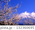 静岡県富士宮市山宮の満開の梅の花と富士山 132360695