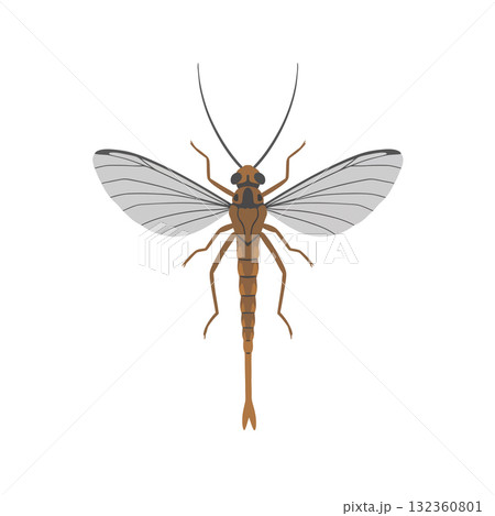 Insect Vector Icon Insect Vector Icon 132360801