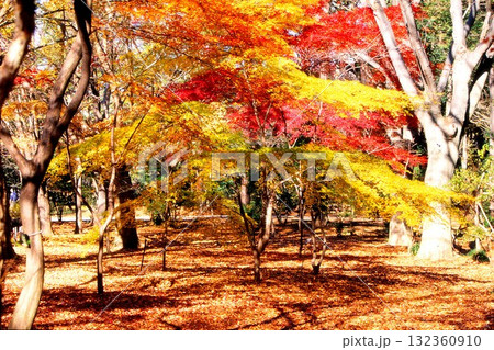ポジフィルムで撮影した神代植物園の紅葉達 ポジフィルムで撮影した神代植物園の紅葉達 132360910