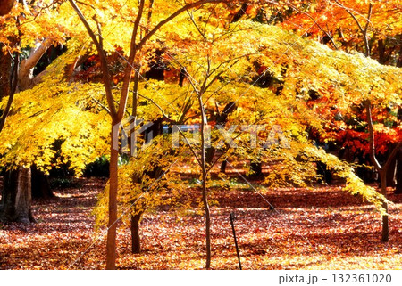 ポジフィルムで撮影した神代植物園の黄色い紅葉 132361020