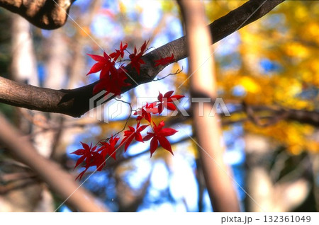 ポジフィルムで撮影した神代植物園の赤い紅葉 ポジフィルムで撮影した神代植物園の赤い紅葉 132361049