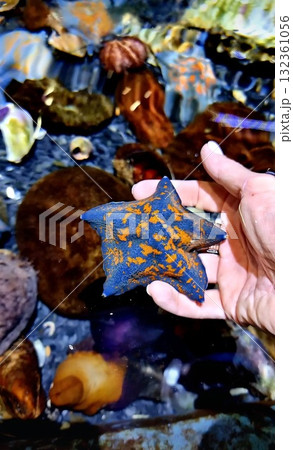 A person's hand is gently holding a vibrantly colored blue and orange starfish above a shallow pool of water containing other dark sea creatures. A person's hand is gently holding a vibrantly colored blue and orange starfish above a shallow pool of water containing other dark sea creatures. 132361056