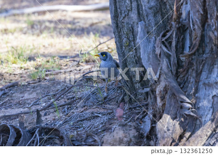 A Noisy Miner bird looking for food on dry and dusty soil A Noisy Miner bird looking for food on dry and dusty soil 132361250