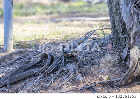A Noisy Miner bird looking for food on dry and dusty soil A Noisy Miner bird looking for food on dry and dusty soil 132361253