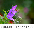 キキョウの蜜を口吻するホシホウジャク 132361344
