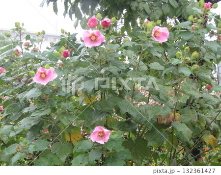 大きい桃色の花はアメリカフヨウの花 大きい桃色の花はアメリカフヨウの花 132361427