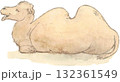 口がちょっと空いているラクダ 132361549