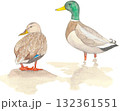 マガモのつがい 132361551