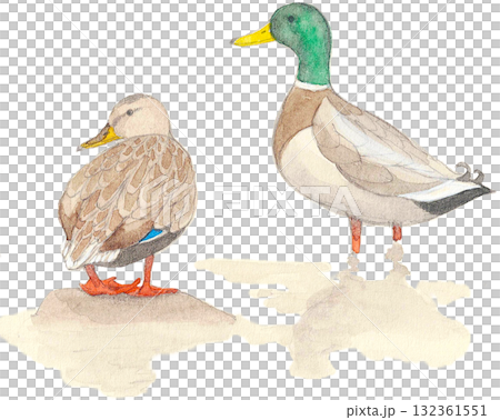 一對野鴨 132361551