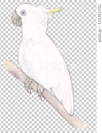 葵花鳳頭鸚鵡棲息在樹枝上 132361552