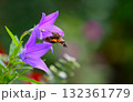 キキョウの蜜を吸うホシホウジャク 132361779