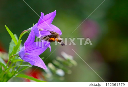 キキョウの蜜を吸うホシホウジャク 132361779