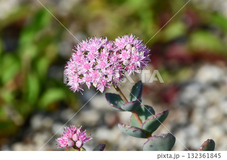 ミセバヤ Siebold's Stonecrop ミセバヤ Siebold's Stonecrop 132361845